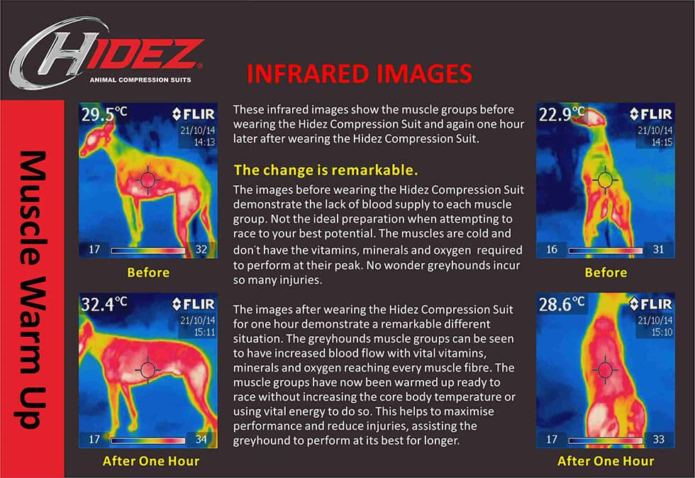 Infrared thermographic analysis showing muscle warm-up effect of Hidez compression
