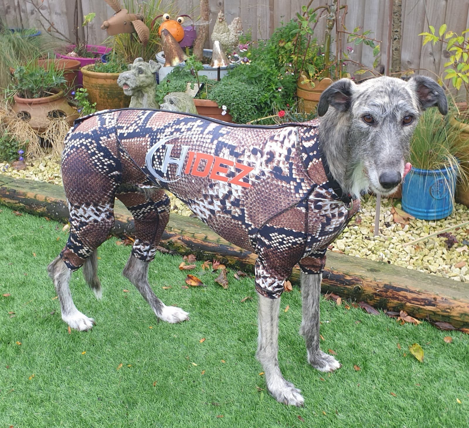 Canine