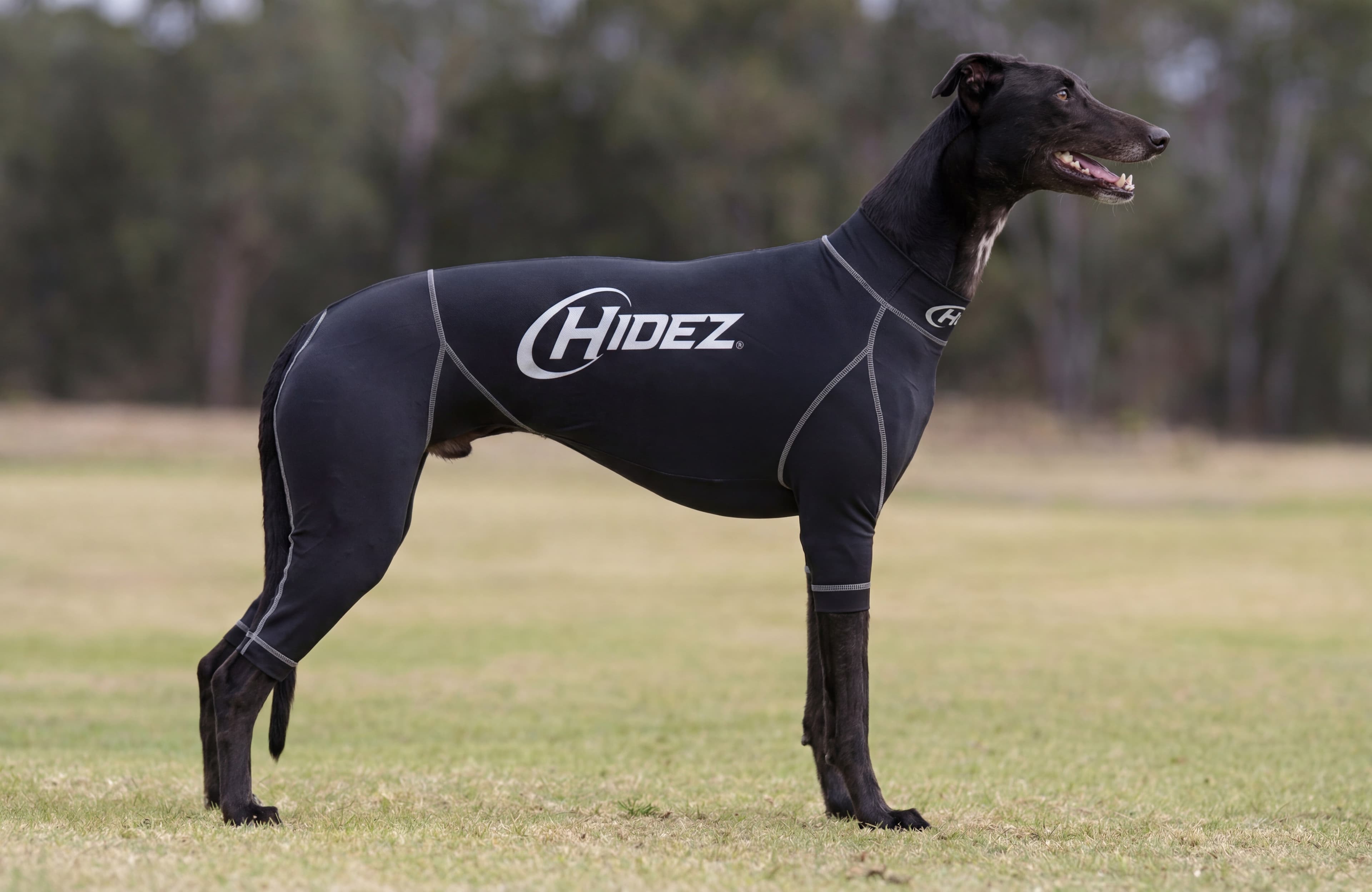 Greyhounds
