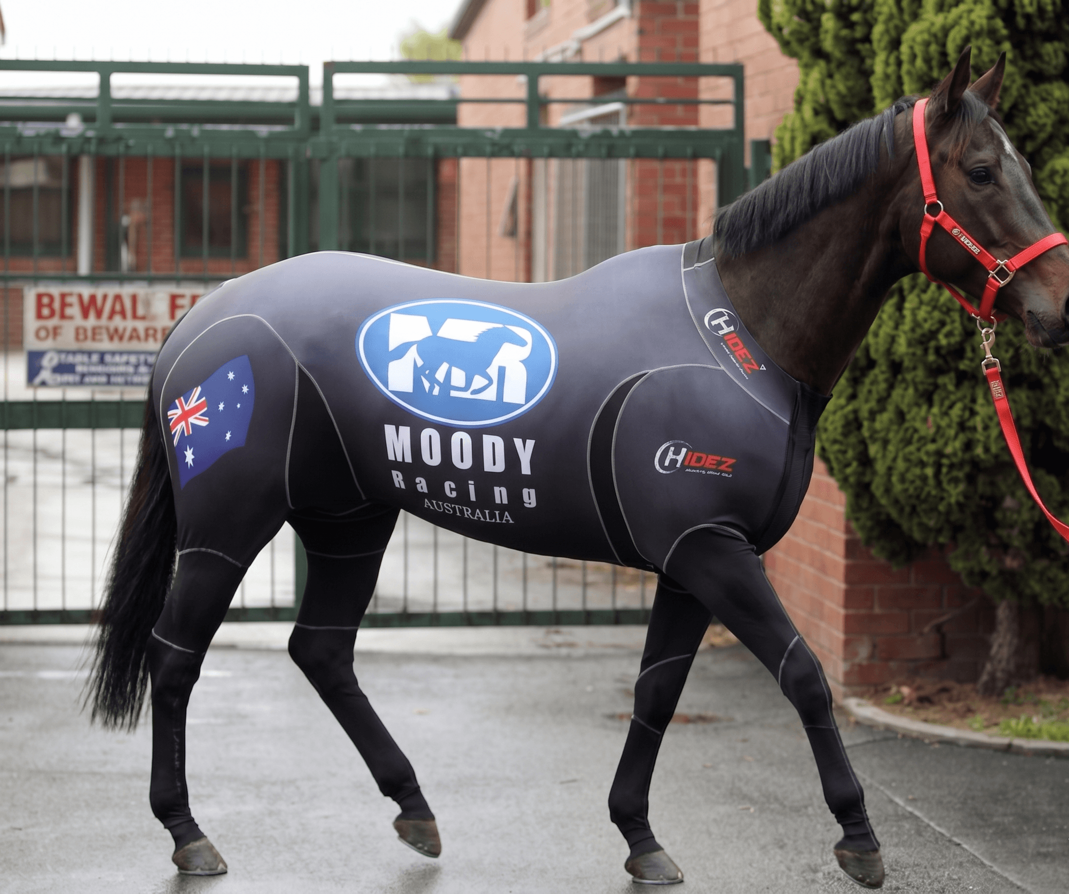 A horse wearing a Hidez graduated compression travel and recovery suit